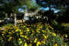 1259marguerites.jpg (270665 octets)
